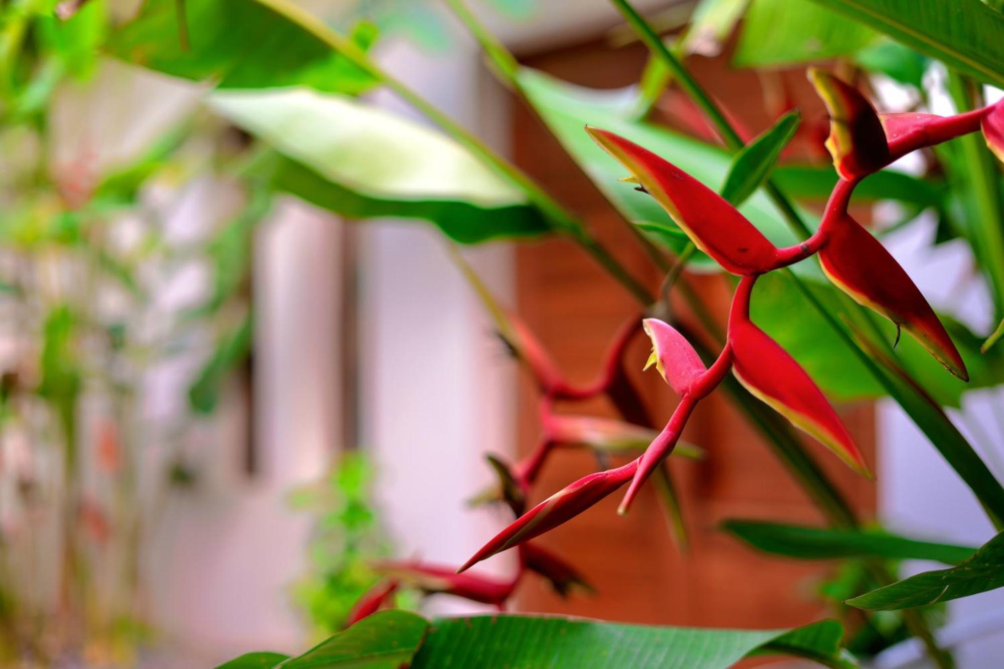 Orchid Lodge Samui - Bed & Breakfast Παραλία Λαμάι Εξωτερικό φωτογραφία